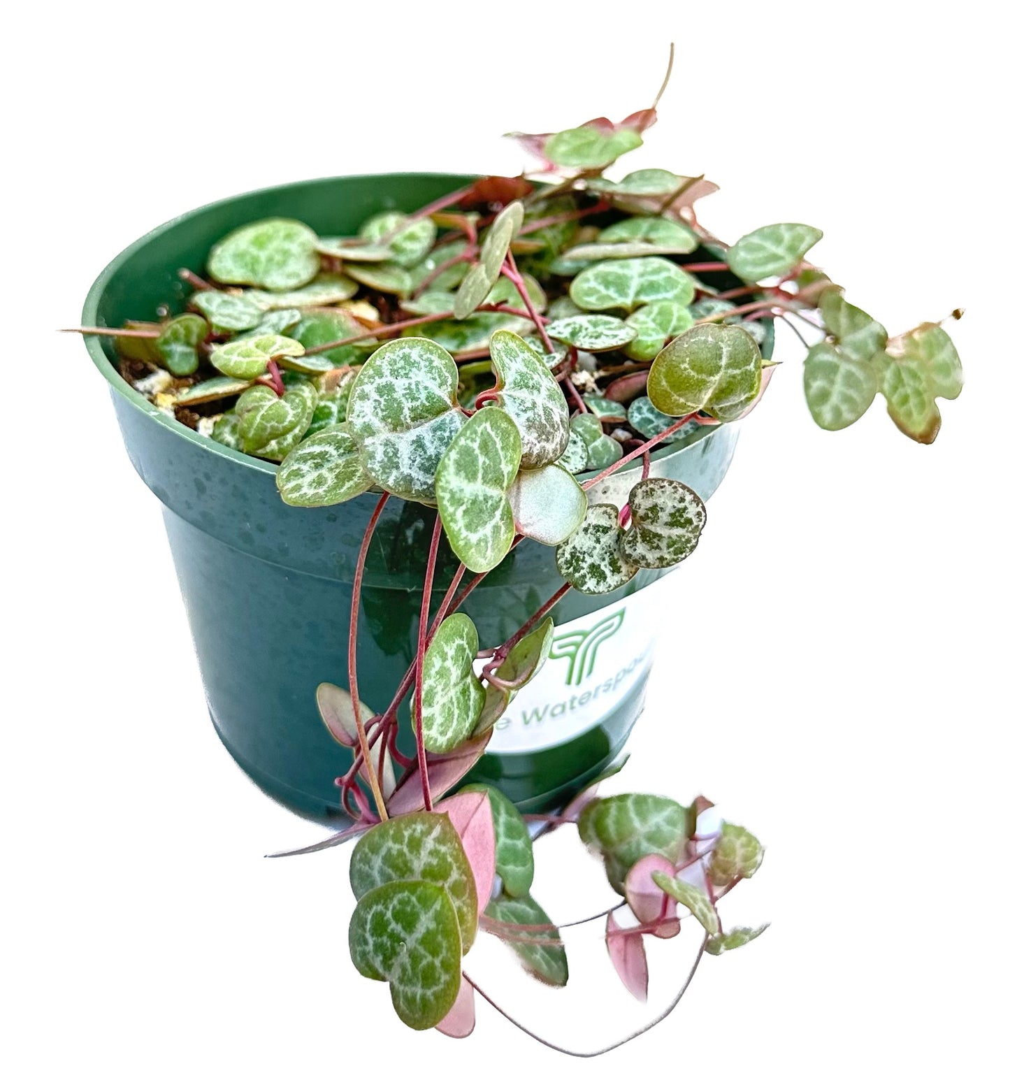 String of Hearts 'Ceropegia Woodii'