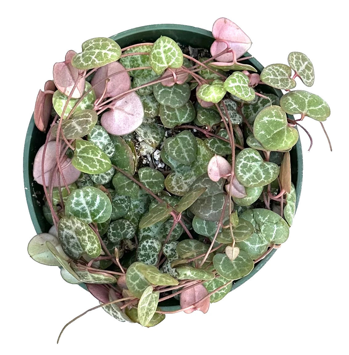 String of Hearts 'Ceropegia Woodii'