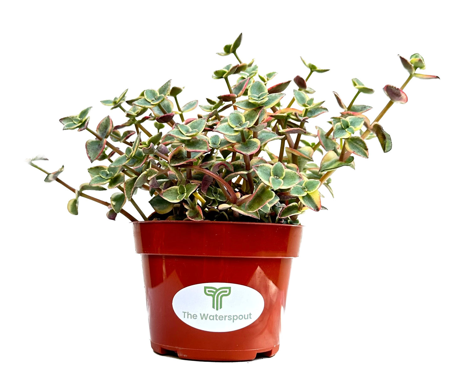 Calico Kitten 'Crassula Pellucida'
