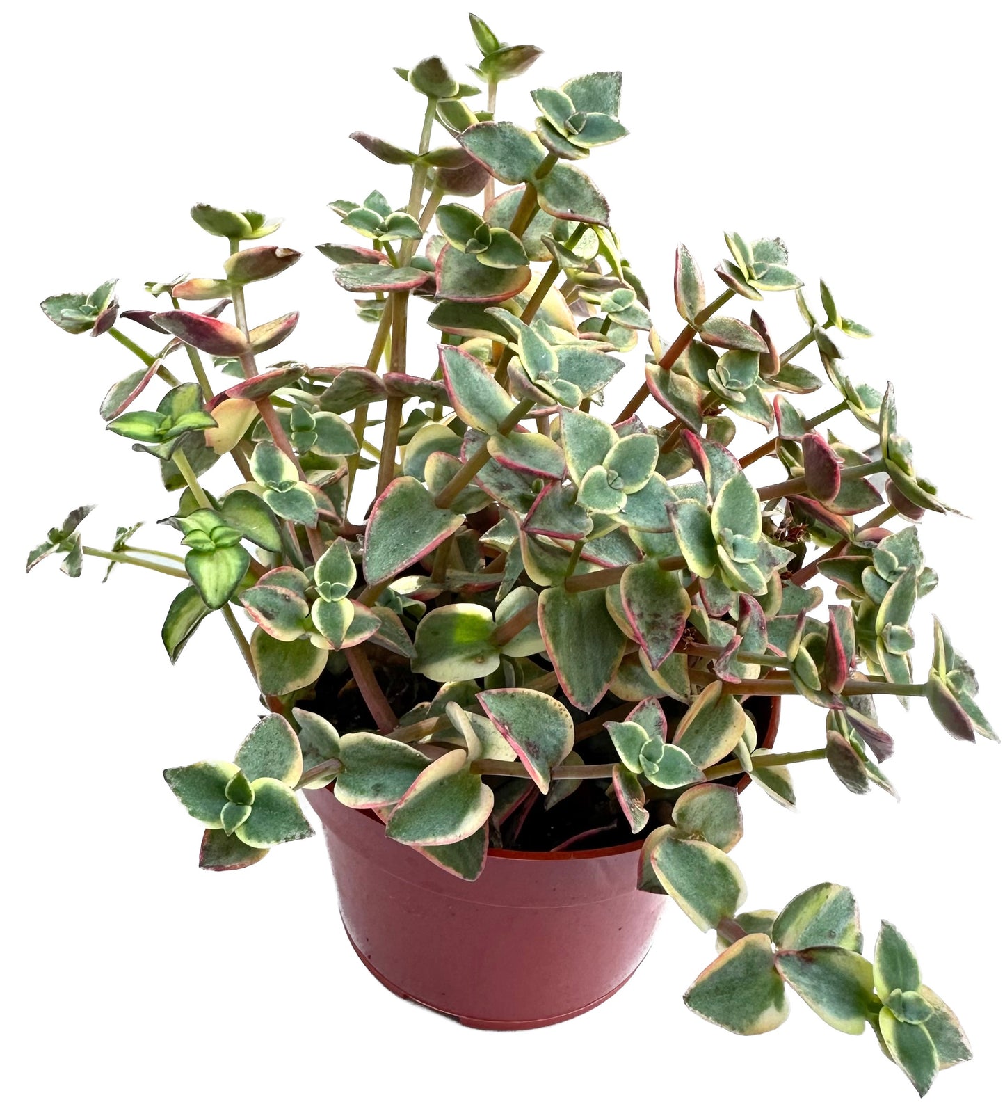 Calico Kitten 'Crassula Pellucida'