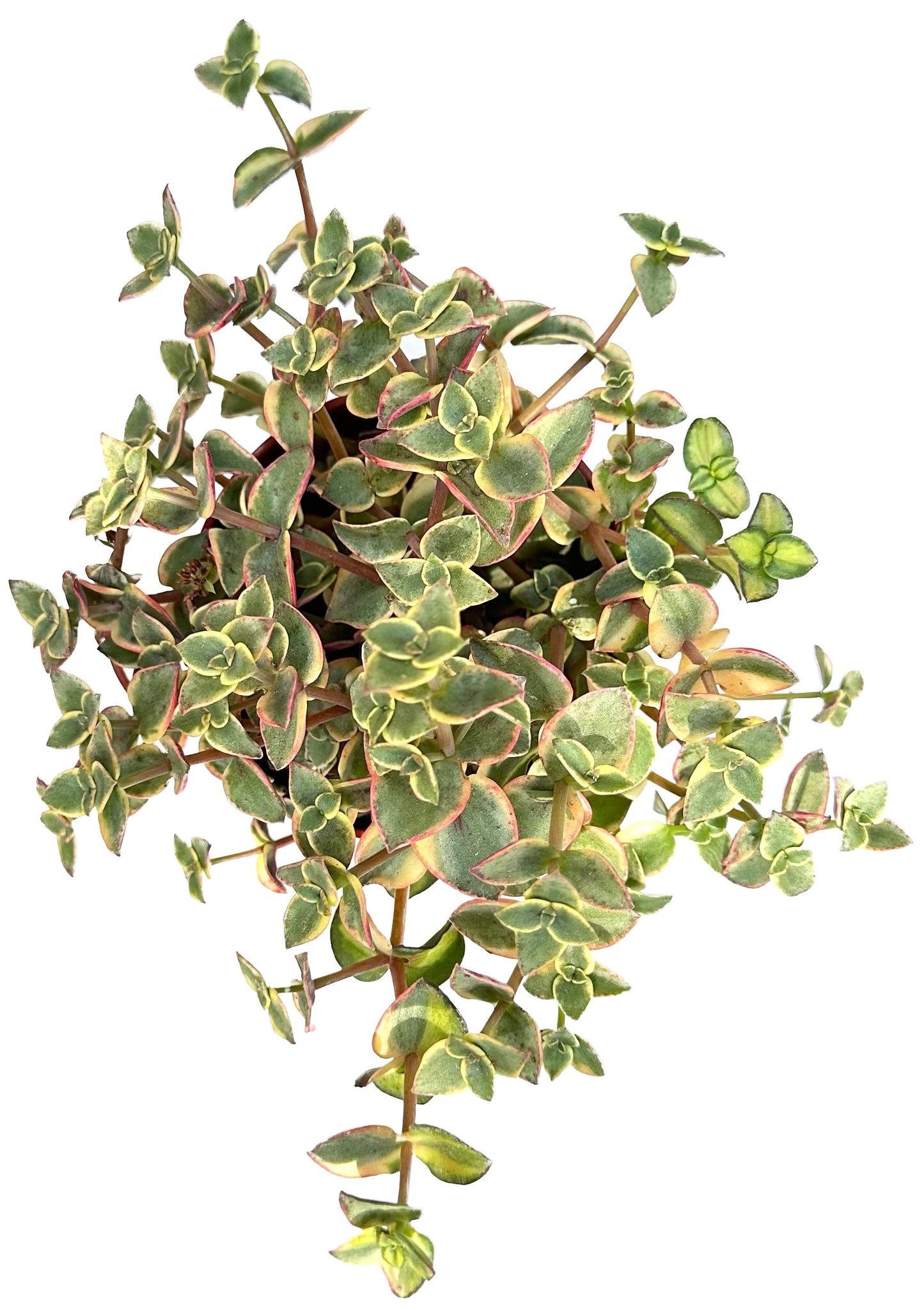 Calico Kitten 'Crassula Pellucida'