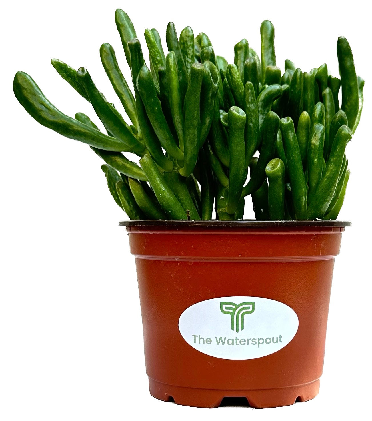 Crassula Ovata 'Hobbit Jade Plant'