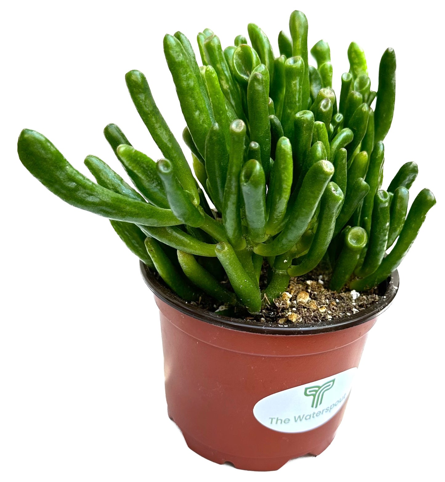 Crassula Ovata 'Hobbit Jade Plant'