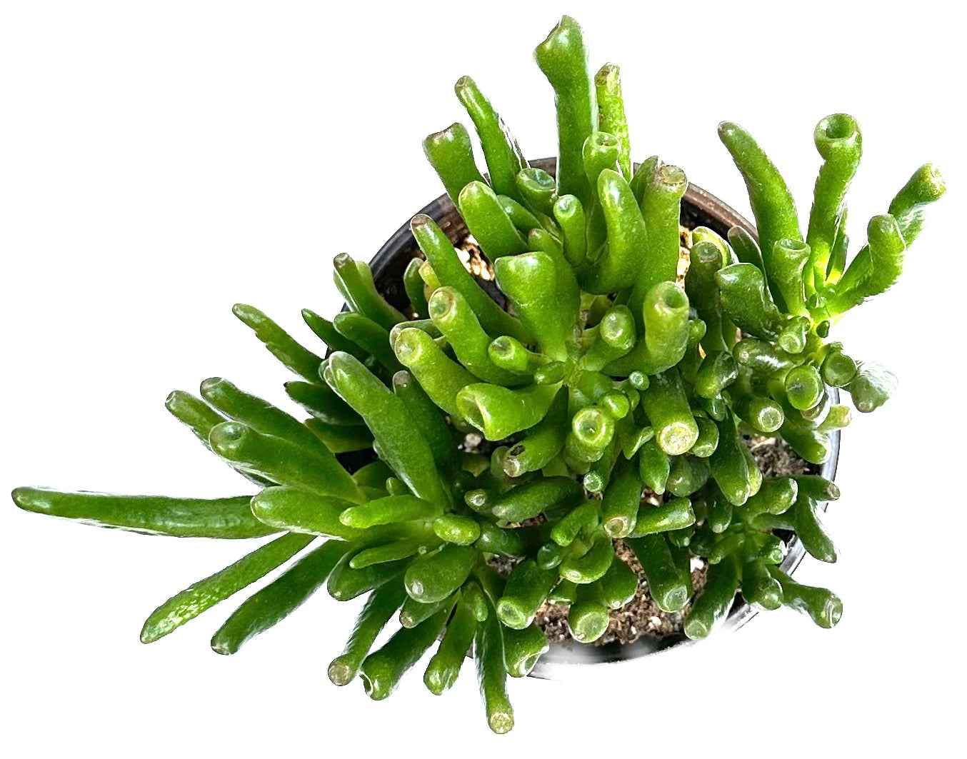 Crassula Ovata 'Hobbit Jade Plant'