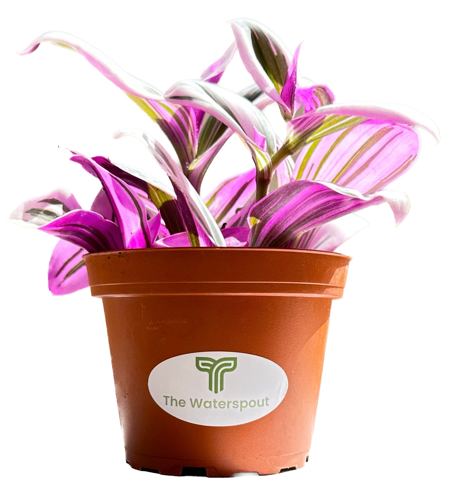 Purple Wandering Jew 'Tradescanita Zabrina'