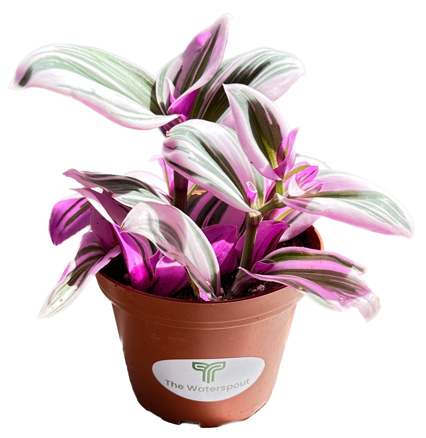 Purple Wandering Jew 'Tradescanita Zabrina'