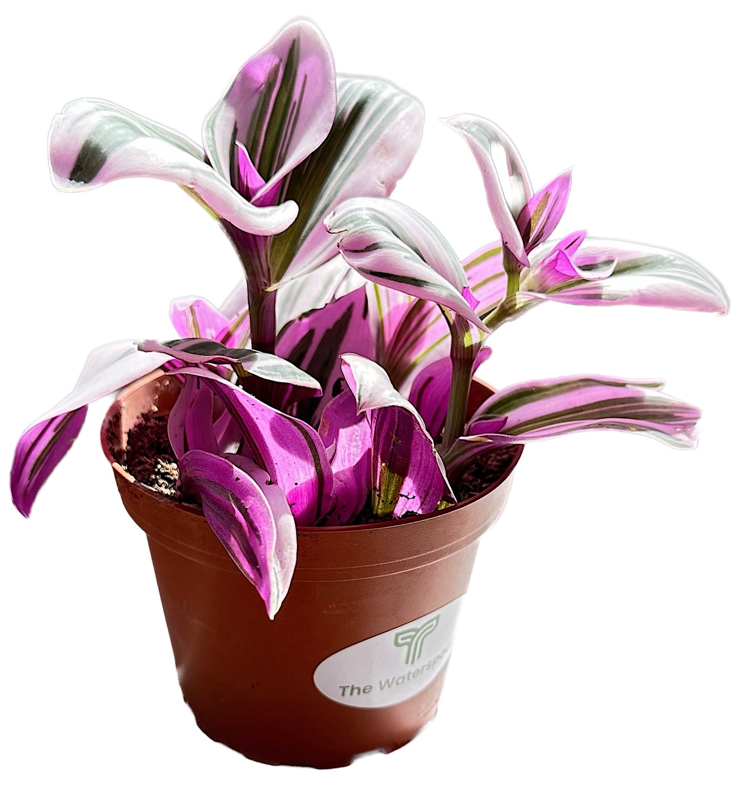 Purple Wandering Jew 'Tradescanita Zabrina'