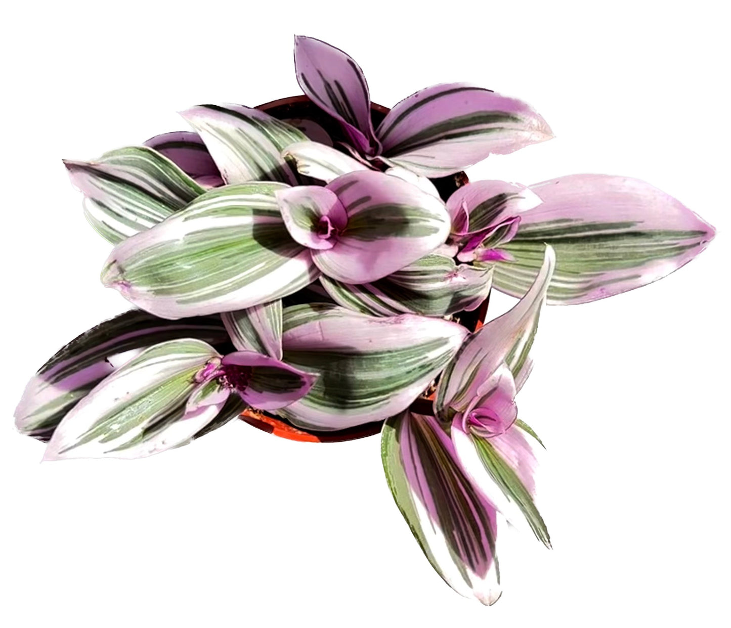 Purple Wandering Jew 'Tradescanita Zabrina'