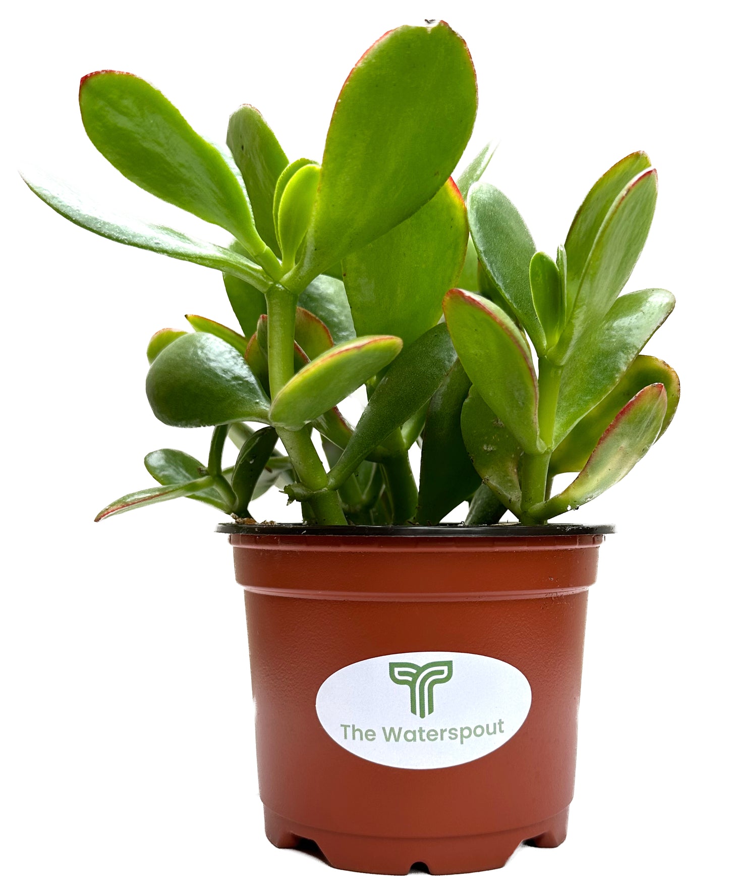 Crassula Ovata 'Lucky Money Jade Plant'