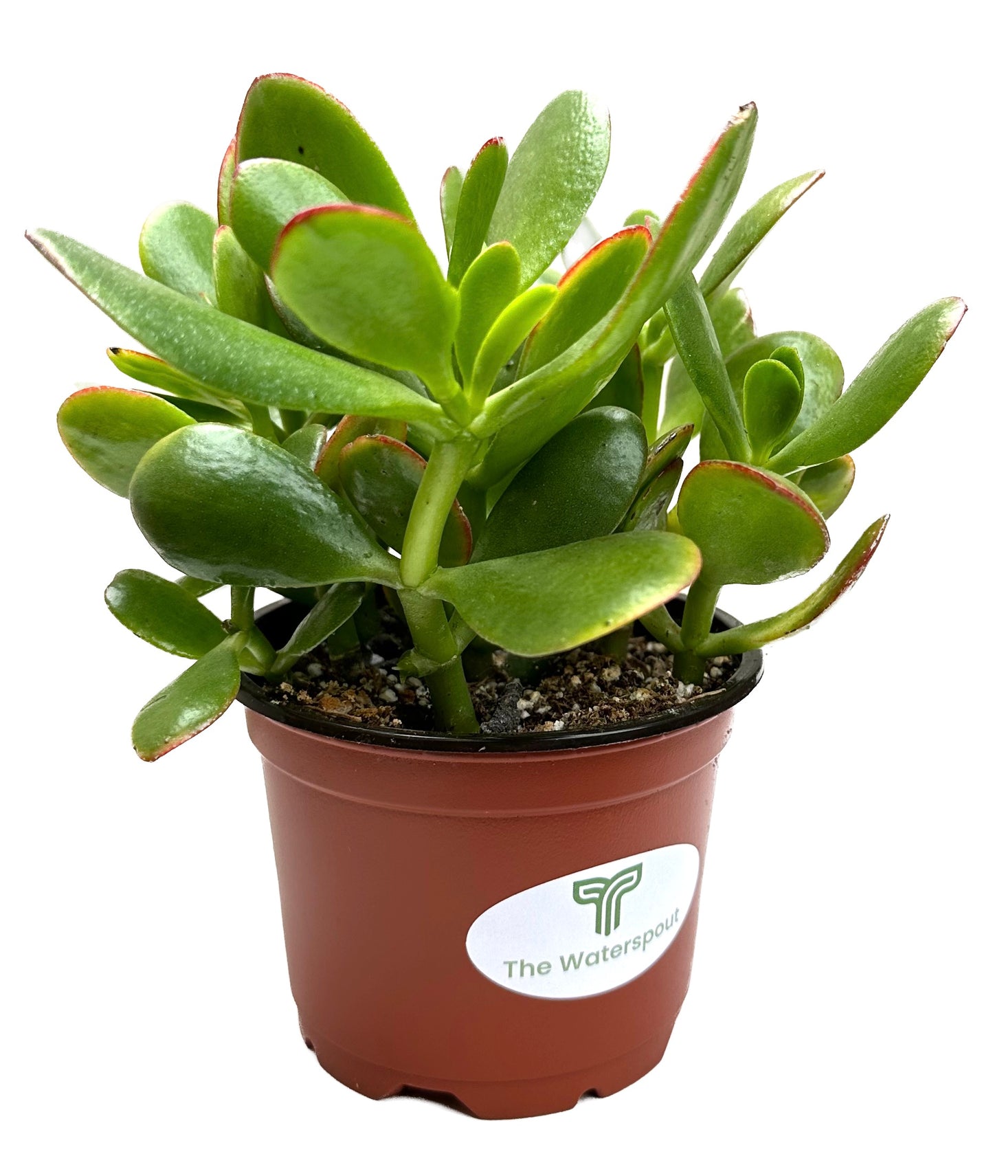 Crassula Ovata 'Lucky Money Jade Plant'