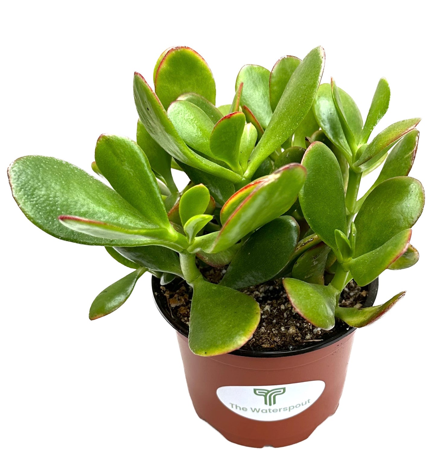 Crassula Ovata 'Lucky Money Jade Plant'