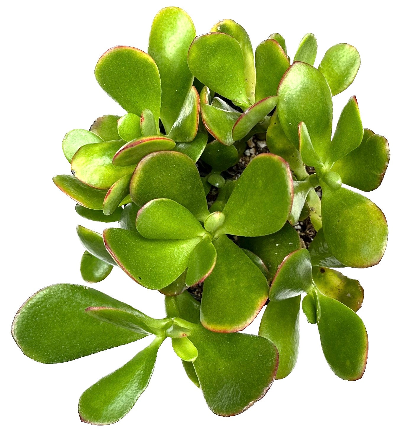 Crassula Ovata 'Lucky Money Jade Plant'