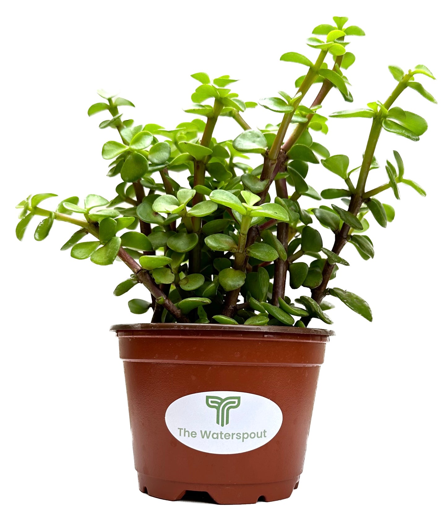 Spekboom Elephant Bush 'Portulacaria Afra'