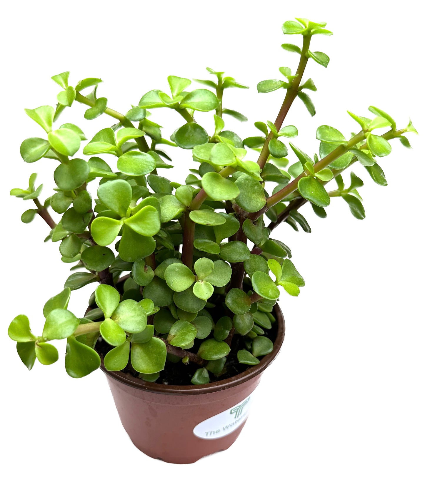 Spekboom Elephant Bush 'Portulacaria Afra'