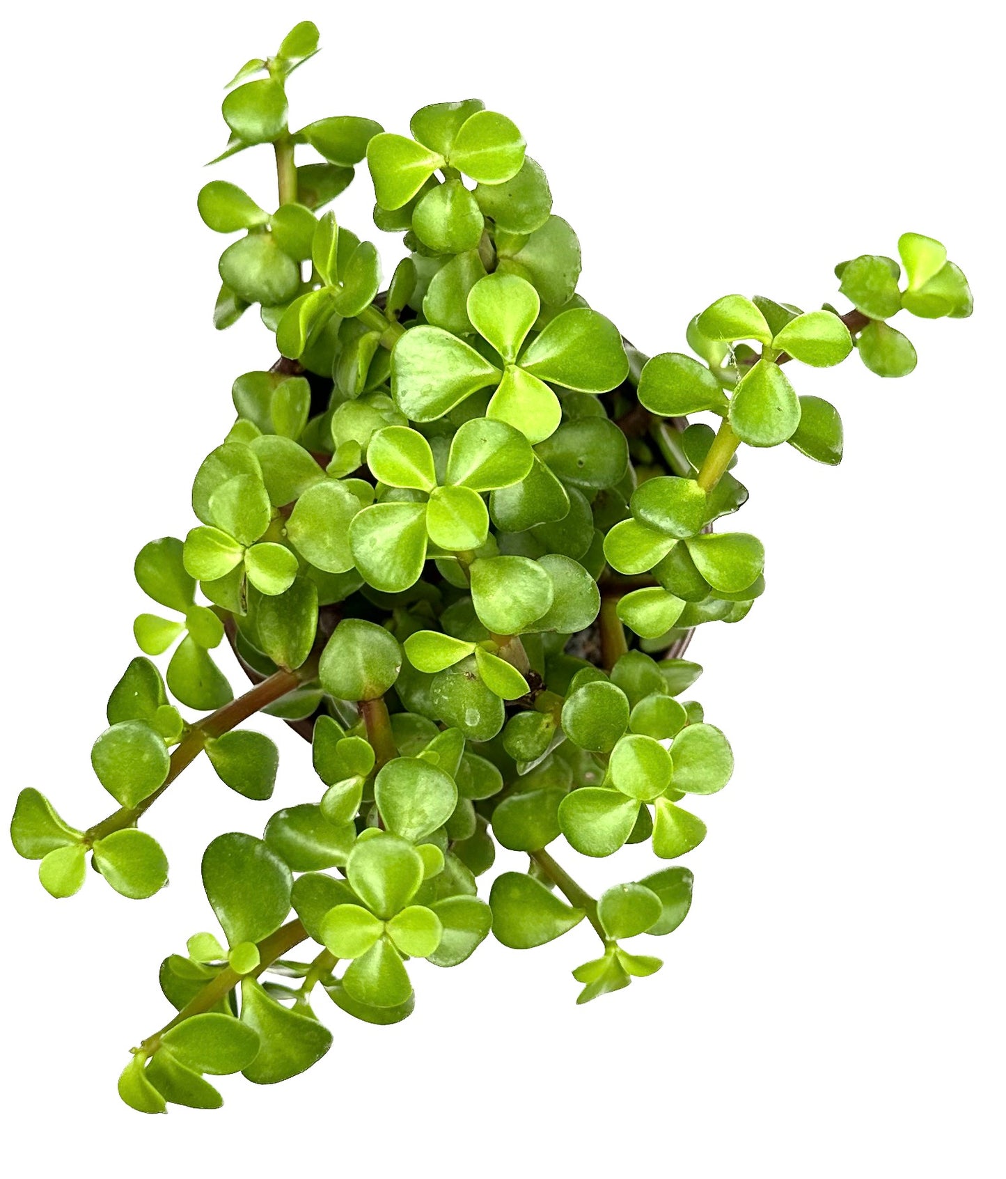 Spekboom Elephant Bush 'Portulacaria Afra'