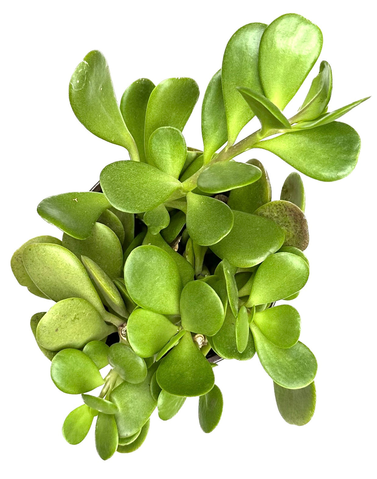 Trailing Jade 'Senecio Jacobsenii'