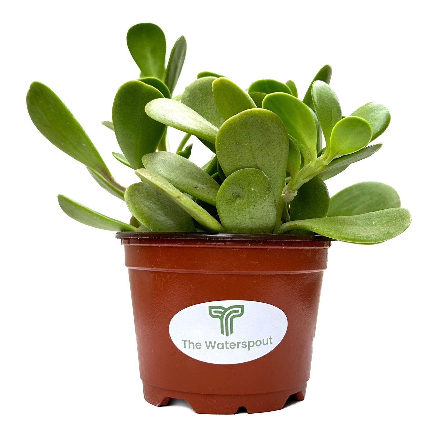 Trailing Jade 'Senecio Jacobsenii'