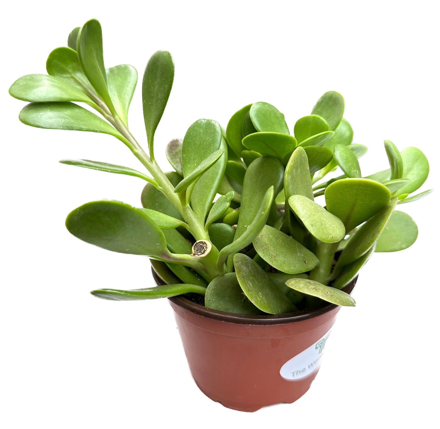 Trailing Jade 'Senecio Jacobsenii'