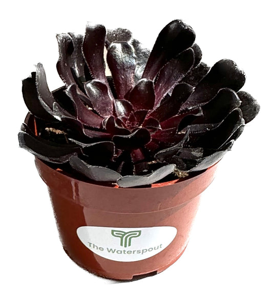 Black Rose Aeonium Arboreum 'Zwartkop'