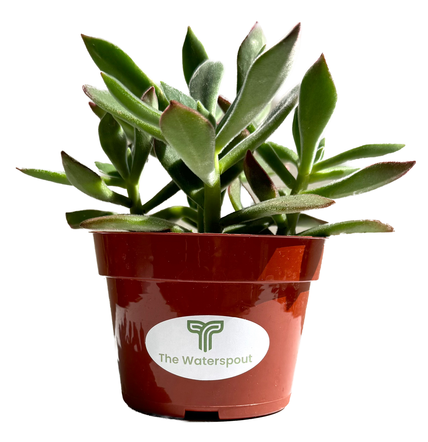 Plush Plant 'Echeveria Harmsii'