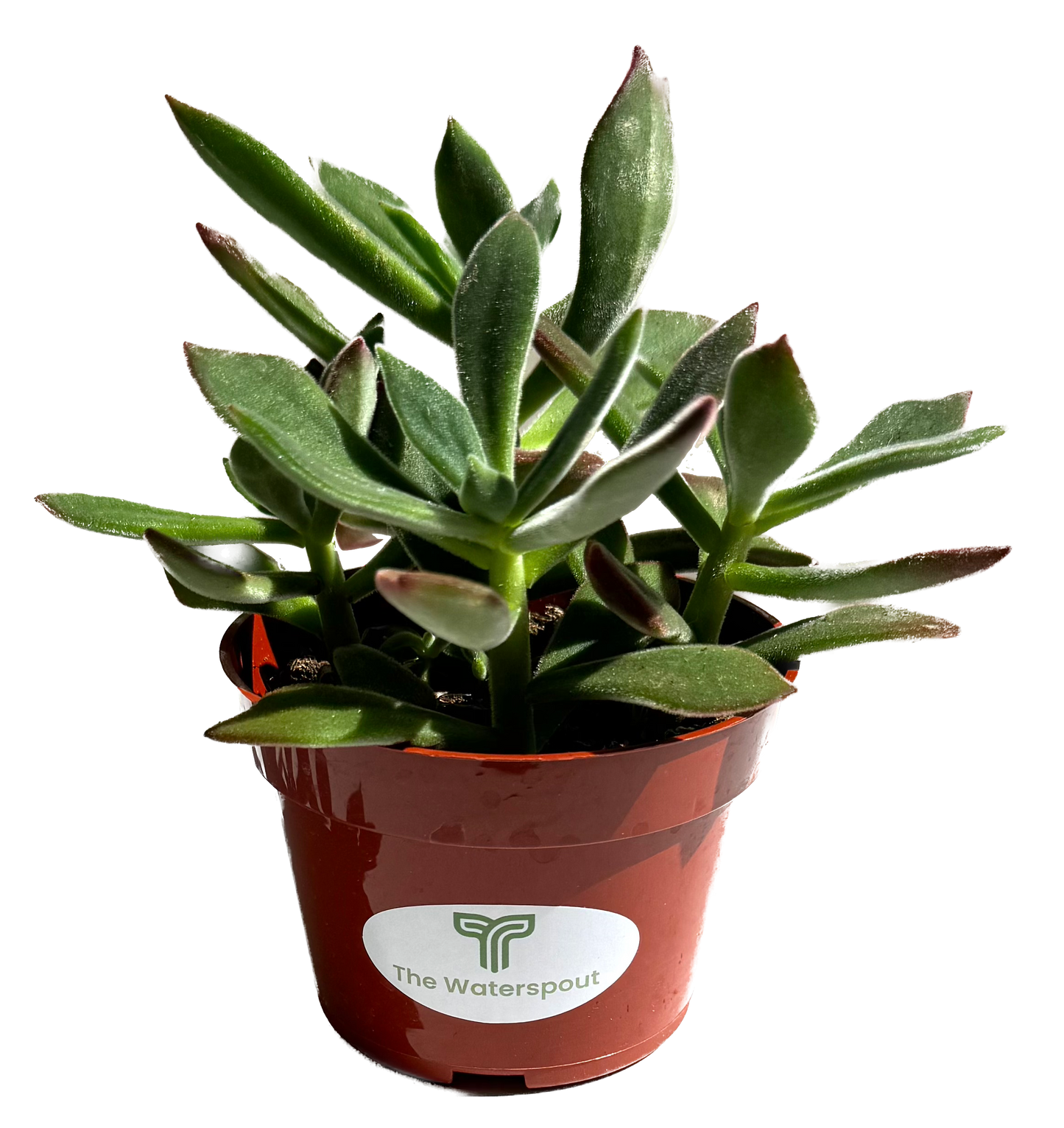 Plush Plant 'Echeveria Harmsii'