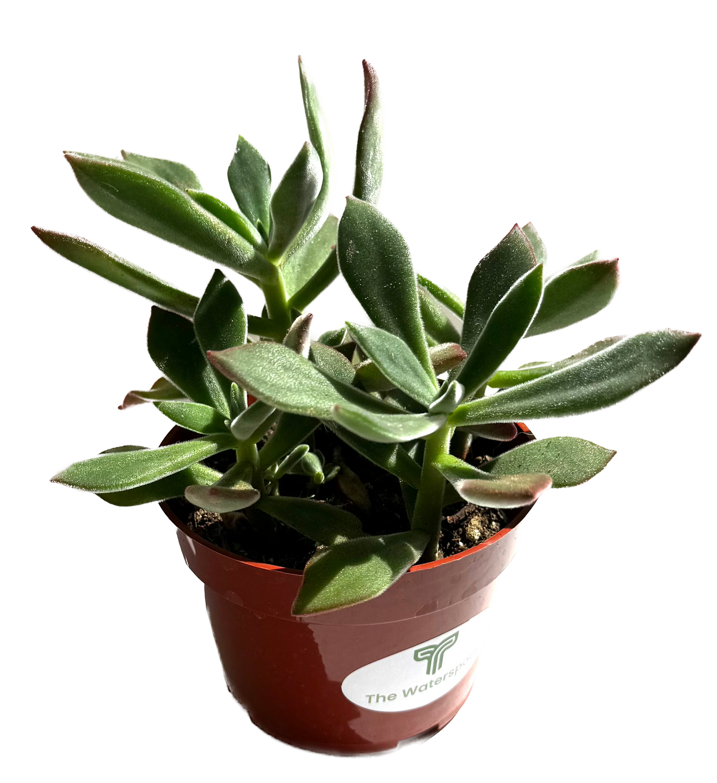 Plush Plant 'Echeveria Harmsii'