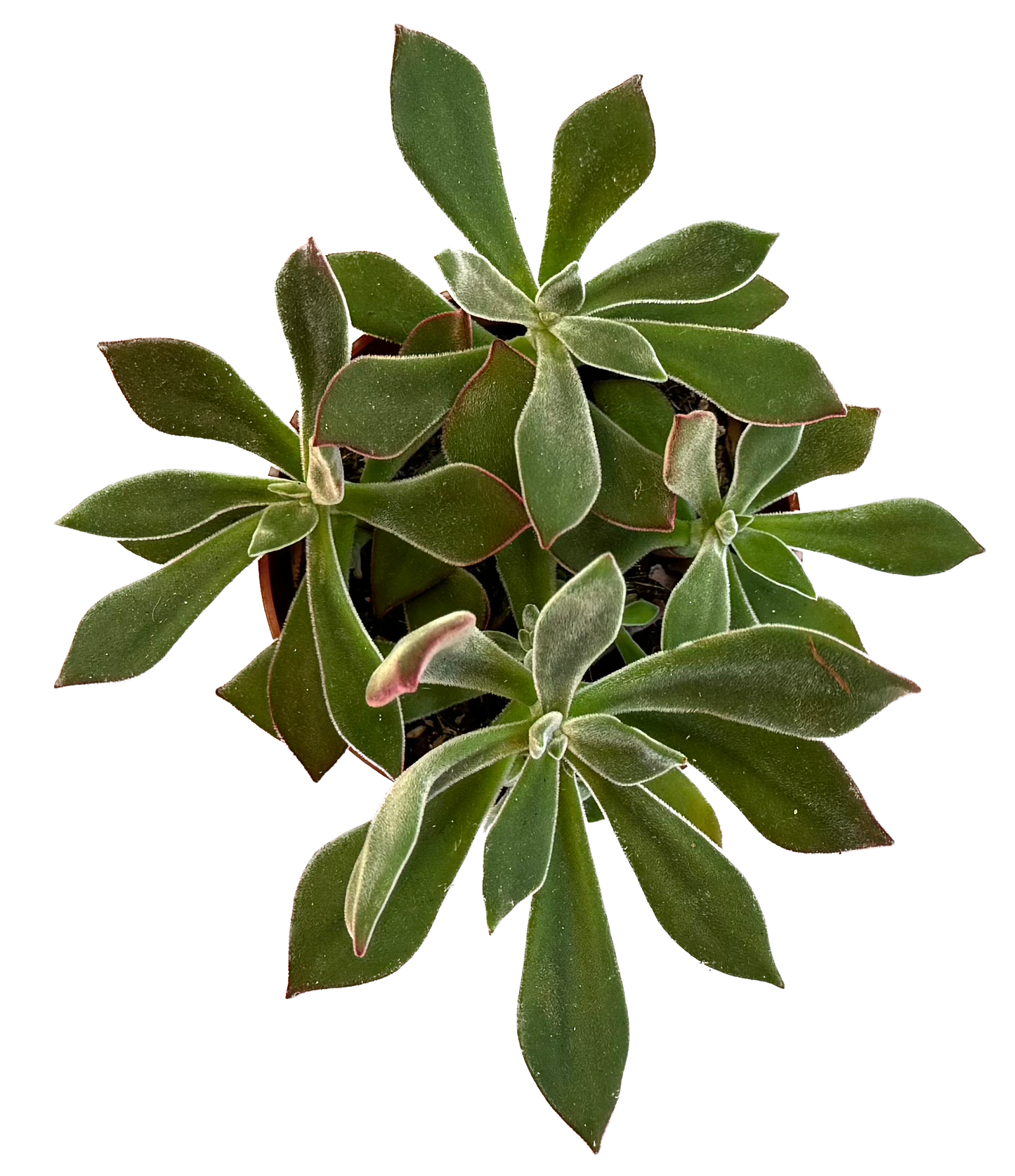 Plush Plant 'Echeveria Harmsii'