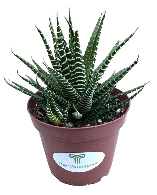 Haworthia Fasciata 'Big Band'