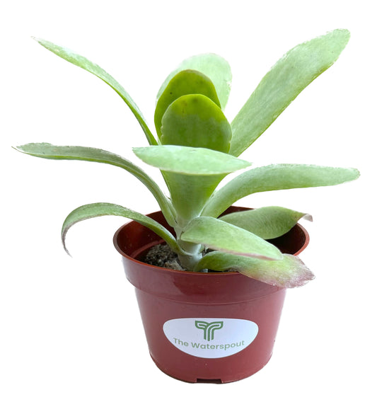 Flapjacks Kalanchoe Thrysiflora