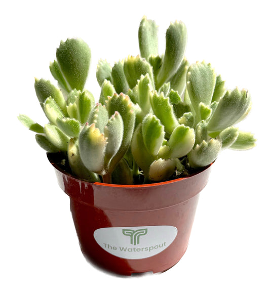 Bear Paw 'Cotyledon Tomentosa'