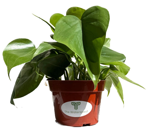 Heart Leaf Philodendron 'Cordatum Hederaceum'