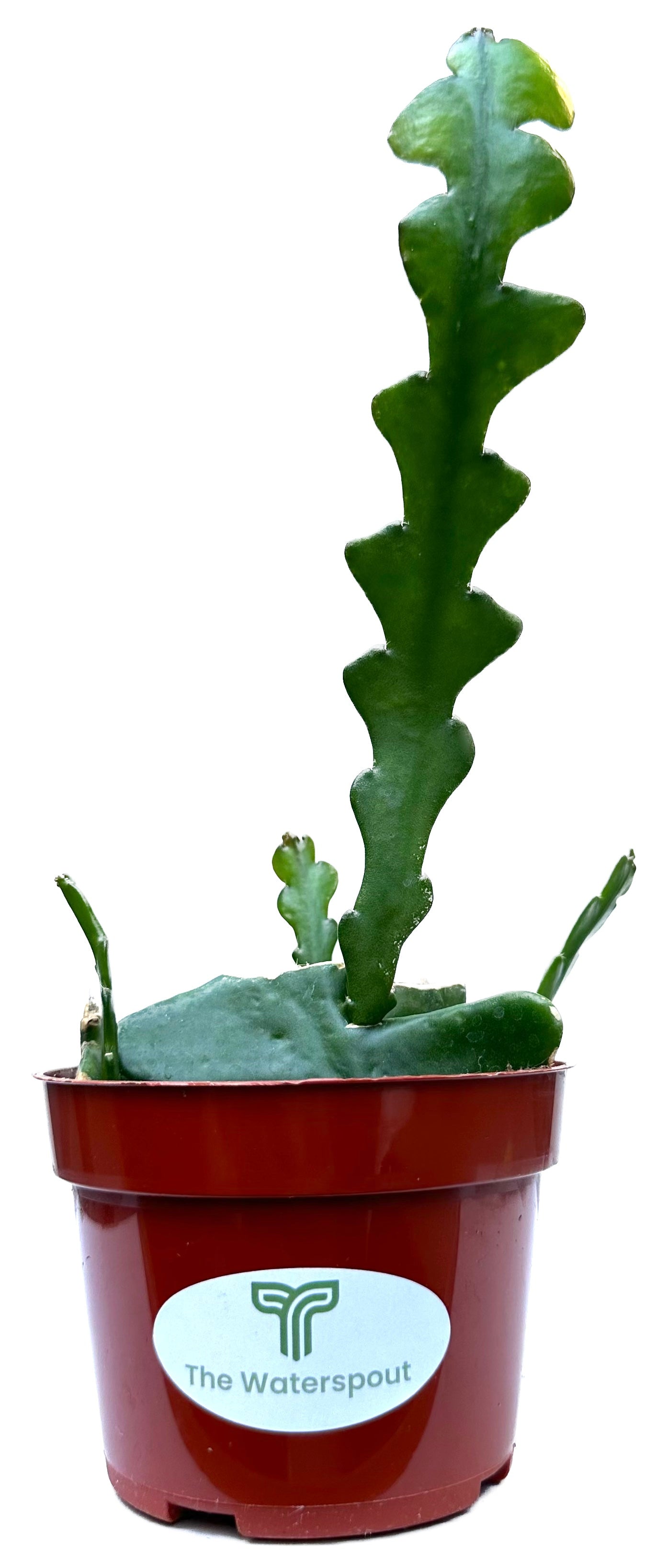Fishbone Zig Zag Cactus 'Epiphyllum Anguliger'