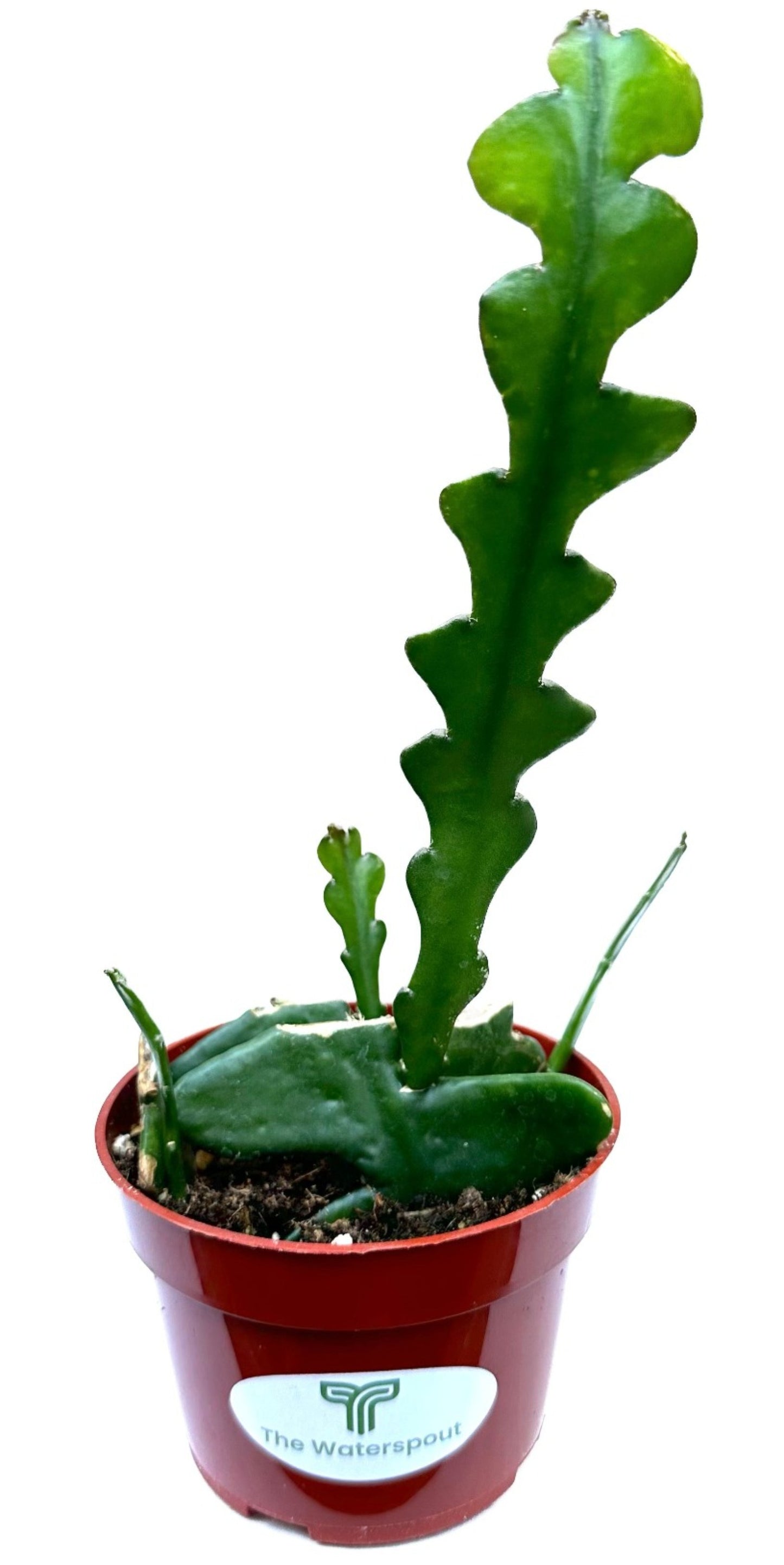 Fishbone Zig Zag Cactus 'Epiphyllum Anguliger'