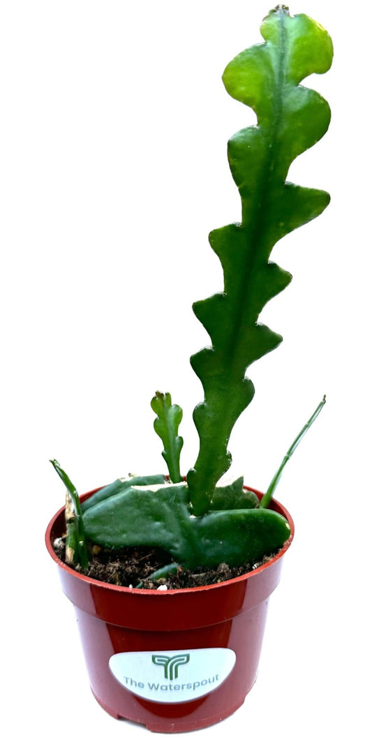 Fishbone Zig Zag Cactus 'Epiphyllum Anguliger'