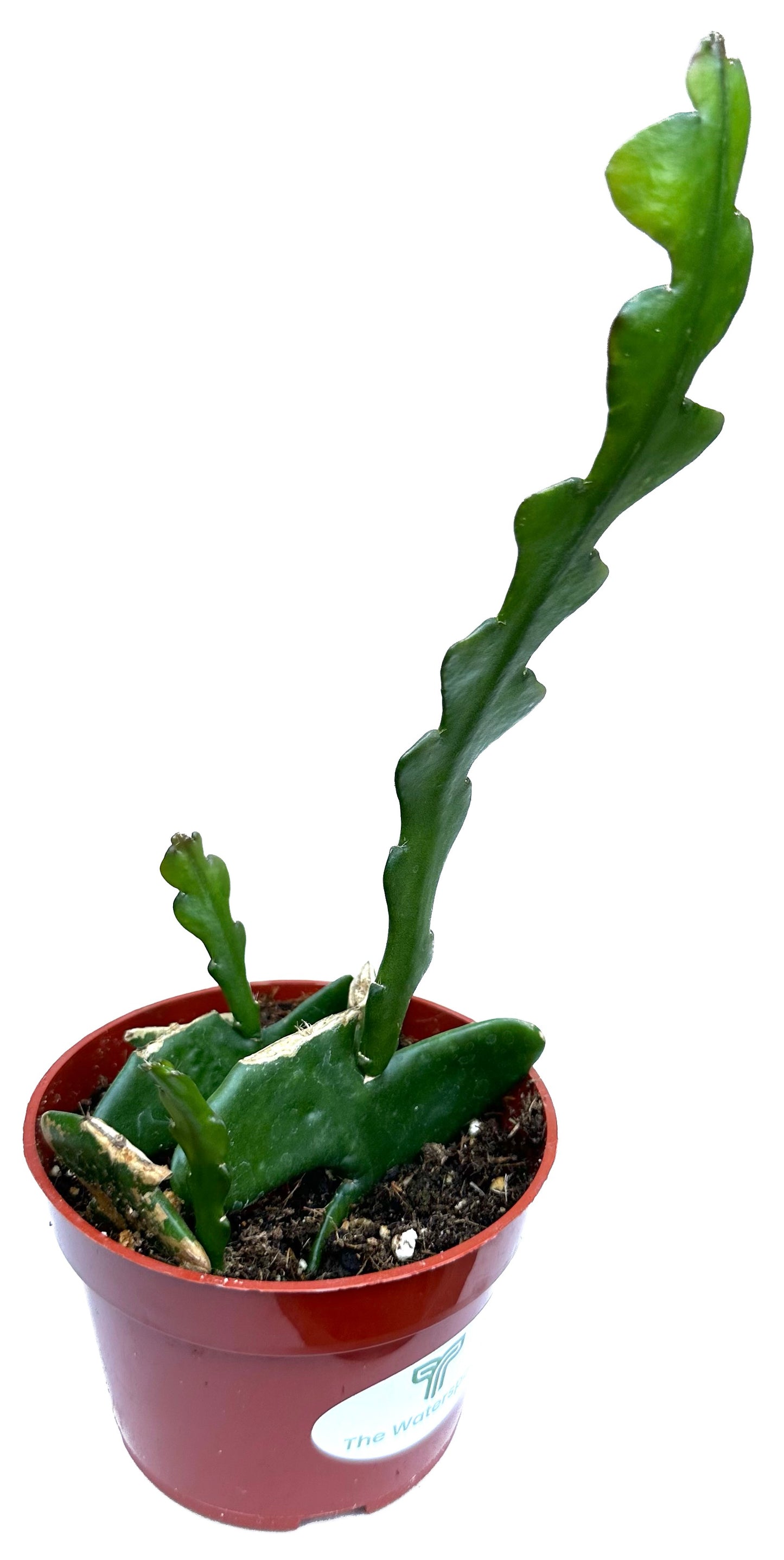 Fishbone Zig Zag Cactus 'Epiphyllum Anguliger'