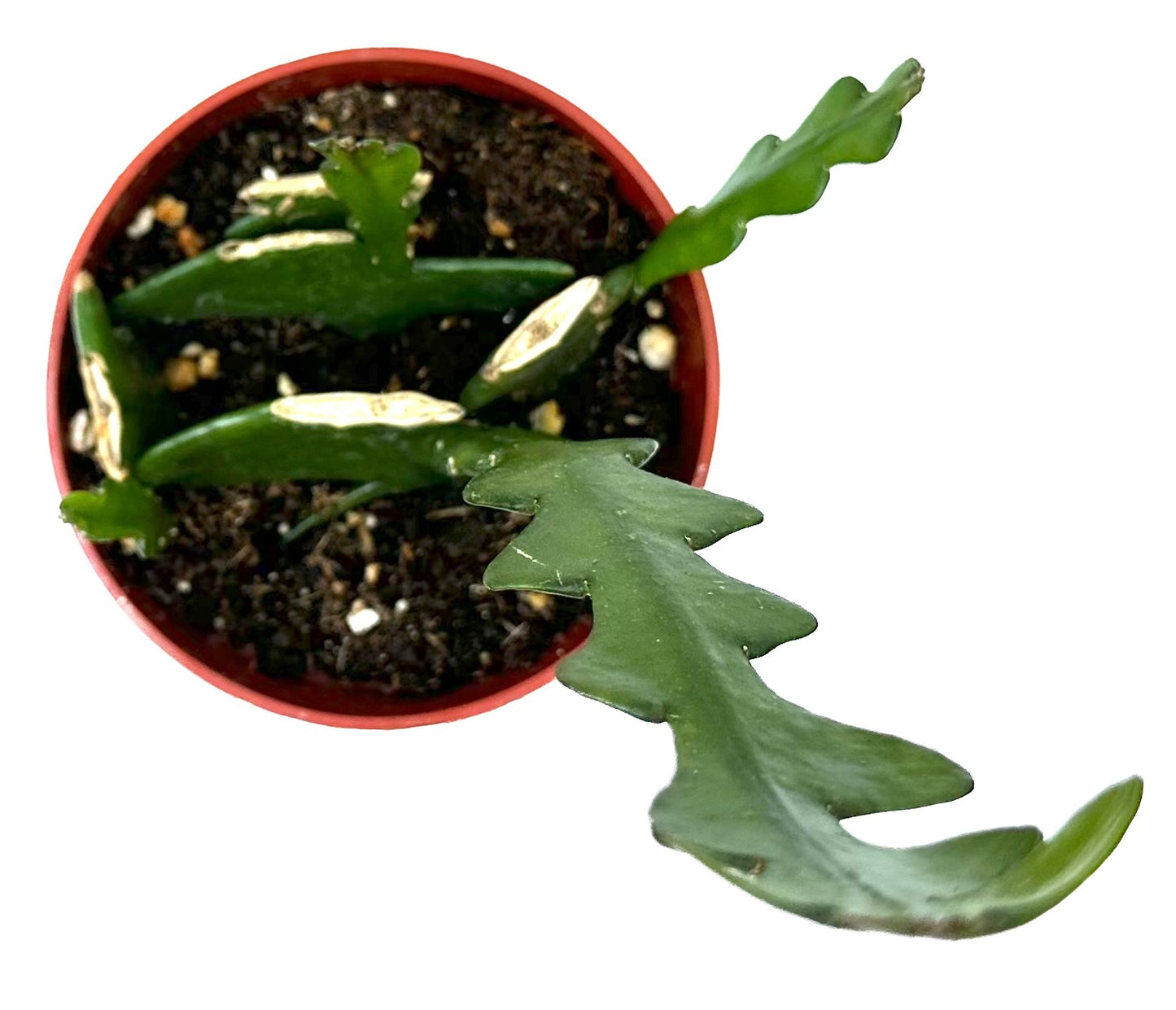 Fishbone Zig Zag Cactus 'Epiphyllum Anguliger'
