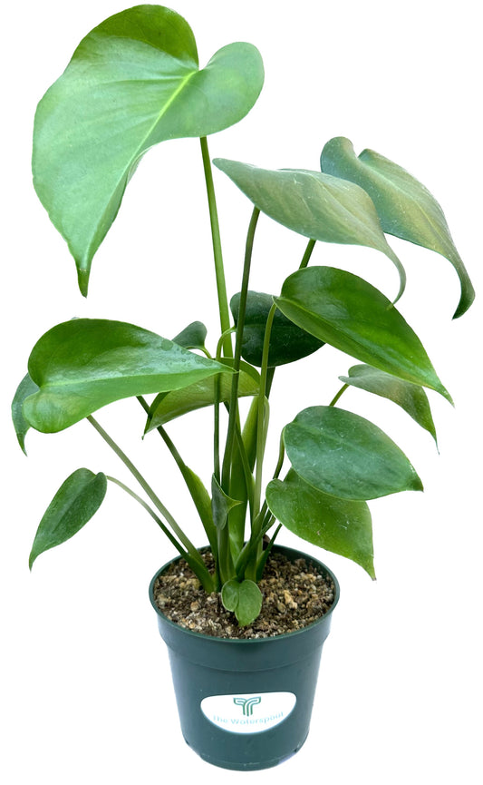 Split-Leaf Swiss Cheese 'Monstera Deliciosa Philodendron'