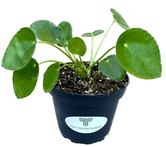 Chinese Money Plant 'Pilea Peperomioides'