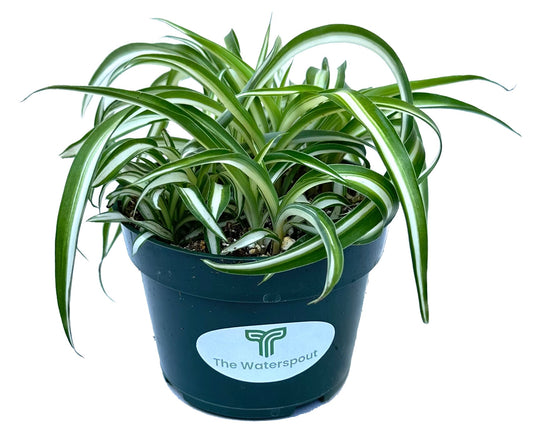 Bonnie Curly Spider 'Chlorophytum comosum'