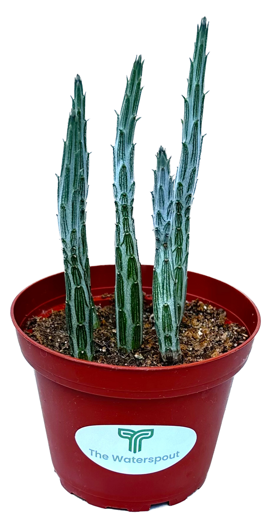 Kleinia 'Pickle Plant' Stapelliformis
