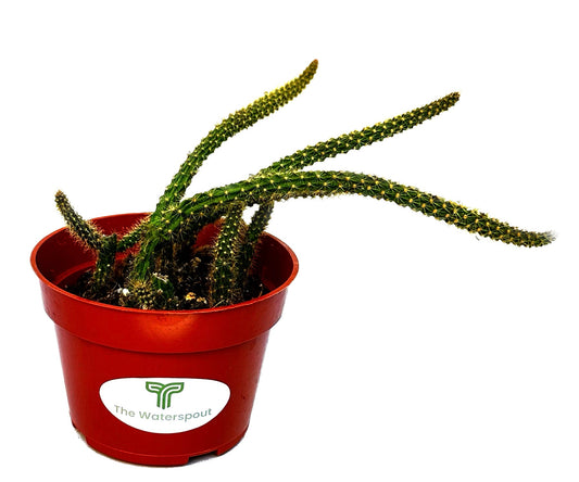 Rat's Tail 'Aporocactus Flagelliformis'