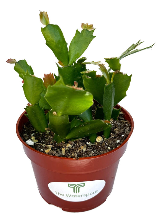 True Red Christmas Cactus 'Schlumbergera x buckleyi'