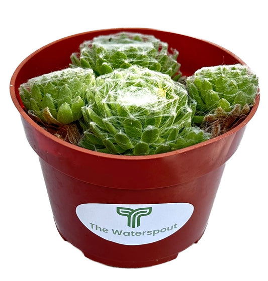 Serpervivum 'Hens and Chicks Cobweb'