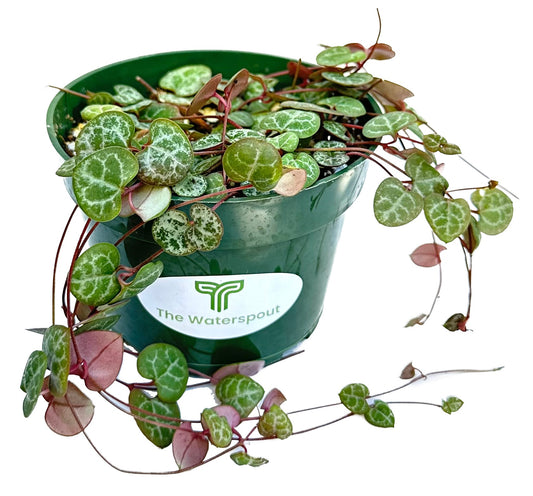 String of Hearts 'Ceropegia Woodii'