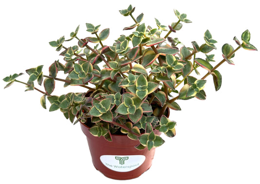 Calico Kitten 'Crassula Pellucida'
