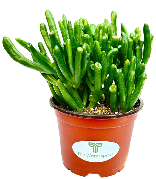 Crassula Ovata 'Hobbit Jade Plant'