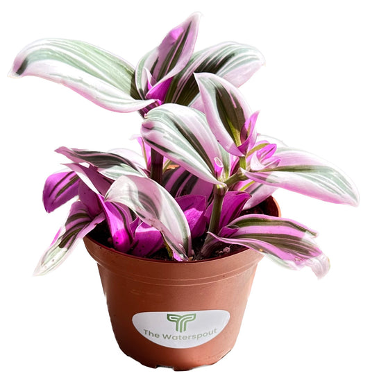 Purple Wandering Jew 'Tradescanita Zabrina'