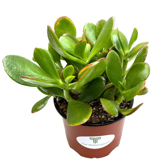 Crassula Ovata 'Lucky Money Jade Plant'