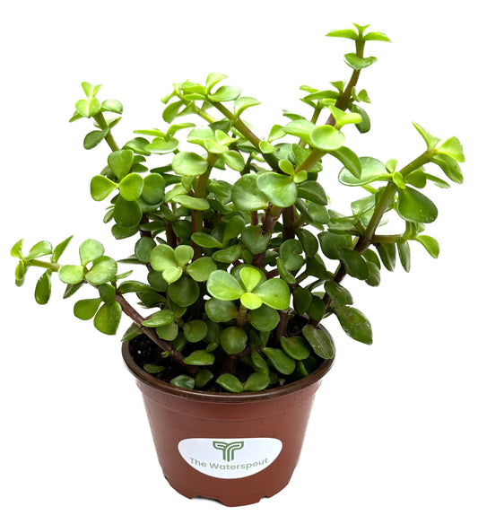 Spekboom Elephant Bush 'Portulacaria Afra'