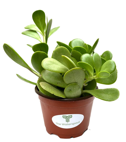 Trailing Jade 'Senecio Jacobsenii'